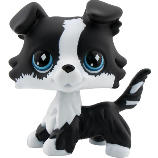 border collie